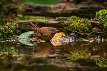 Wren in the water, hot day in summer forest. Eurasian wren, Troglodytes troglodytes, brown songbird sitting in the water, nice lichen tree branch, bird in the nature habitat,Germany.
