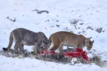 Foto op Aluminium Winter Patagonia, puma family, mother with two cubs cats and guanaco blood carcass. Puma feeding bahaviour in the nature habitat, Torres del Paine, snow Patagonia in Chile. Mountain lion cougar. © ondrejprosicky