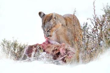 Meubelstickers Puma eating guancao carcass, skeleton in the mouth muzzle with tongue. Wildlife neture in Torres del Paine NP in Chile. Winter with snow. © ondrejprosicky