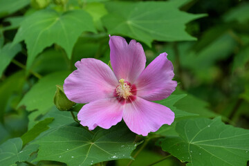 ピンク色のフヨウの花