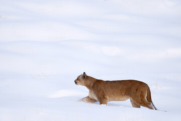 Puma, nature winter habitat with snow, Torres del Paine, Chile. Wild big cat Cougar, Puma concolor, hidden portrait of dangerous animal with stone. Wildlife scene from nature. Mountain Lion.