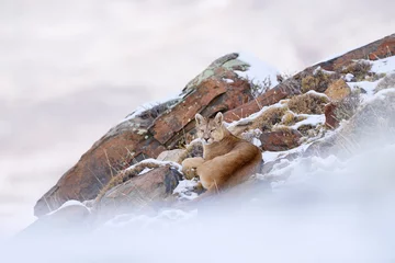 Fotobehang Puma, nature wintet habitat with snow, Torres del Paine, Chile. Wild big cat Cougar, Puma concolor, hidden portrait of dangerous animal with stone. Wildlife scene from nature. Mountain Lion in rock. © ondrejprosicky