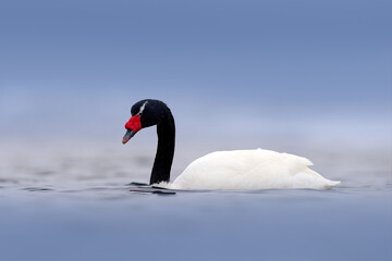Black-necked swan, Cygnus melancoryphus, in sea water, snowy mountain in the background, Puerto Natales, Patagonia, Chile. Swans with grey stormy clouds. White bird with black neck and red bill.
