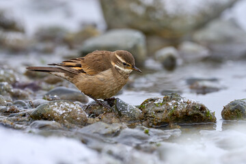 Dark-bellied cinclodes, Cinclodes patagonicus, bird from Puerto Natales, Patagonia, Chile. Cinclodes in the nature habitat, stones, water, snow, winter Patagonia. Birdwatching in South America.