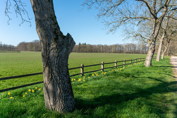 Fototapeta premium Trees with daffodil flower along road in Enghuizen, The Netherlands