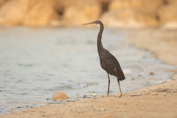 Western reef heron on the beach in morning light