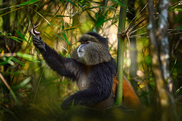 Golden monkey, Cercopithecus kandti, Golden Mgahinga Gorilla National Park in Uganda. Rare endemic...