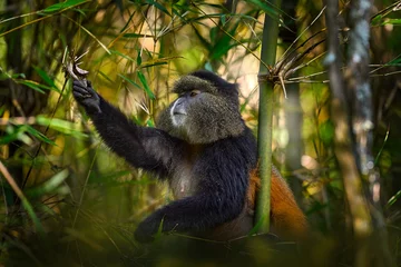 Poster Golden monkey, Cercopithecus kandti, Golden Mgahinga Gorilla National Park in Uganda. Rare endemic animal from Africa nature, willlife from Virunga volcanic mountains. Golden monkey in habitat. © ondrejprosicky