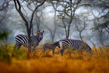 Africa sunset. Plains zebra, Equus quagga, in the grassy nature habitat with evening light in Lake...