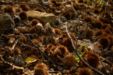 Soil filled with edible chestnuts
