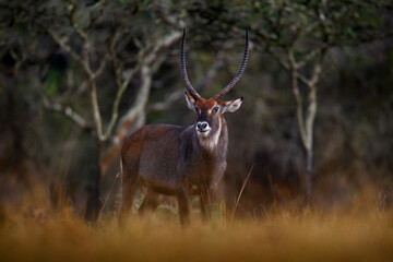 Evening Africa. Africa wildlife. Waterbuck in water, Kobus ellipsiprymnus, large antelope in sub-Saharan Africa. Nice African animal in the nature habitat, Uganda. Wildlife from nature.