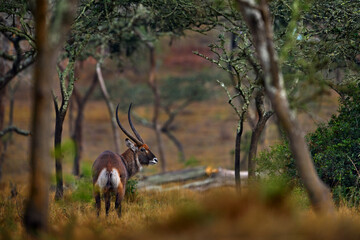 Uganda wildlife. Topi antelope, Damaliscus lunatus jimela, Ishasha, Queen Elizabeth National Park, Uganda in Africa. Topi antelope in the nature habitat, green grass on the savannah. Wildlife Uganda.