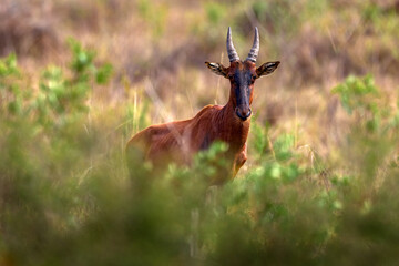 Uganda wildlife. Topi antelope, Damaliscus lunatus jimela, Ishasha, Queen Elizabeth National Park,...