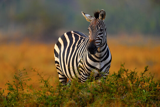 Africa sunset. Plains zebra, Equus quagga, in the grassy nature habitat with evening light in Lake Mburo NP in Uganda. Sunset in savanah. Animals with big trees.