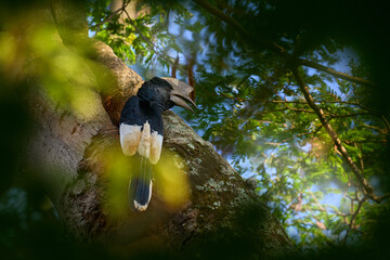 Black-and-white-casqued hornbill, Bycanistes subcylindricus, large black and white bird in nature...