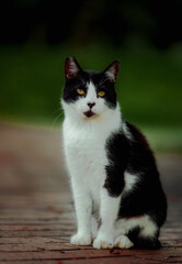 Naklejka na ściany i meble black and white cat portrait