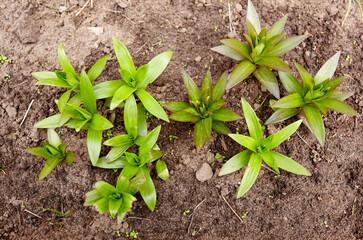 Close-up of green leaves of flower Lily at the garden, top view. Beautiful spring or summer blooming Lily plant. Selective focus with shallow depth of field