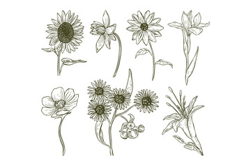 Set of Hand Drawn Flower Illustrations