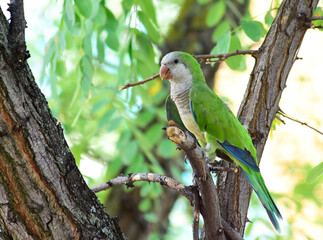 Monk Parakeet (Myiopsitta monachus)
