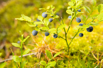 wild bush of blueberry with fruits in sunny forest during summer.