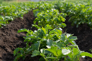Young potato plant in the field,organic farm.