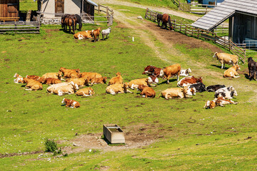 Fototapeta premium Herd of brown, white and black dairy cows and horses on a mountain pasture, Italy-Austria border, Feistritz an der Gail municipality, Osternig or Oisternig peak, Carinthia, Carnic Alps, Austria.