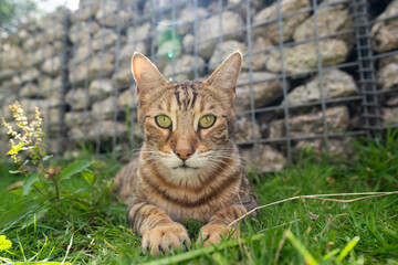 Naklejka na ściany i meble A cat in the grass, portrait of a cat