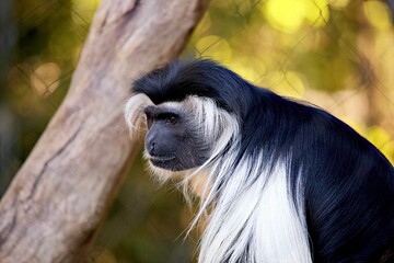 Hairy Angolan colobus (Colobus angolensis) with a tree in the background