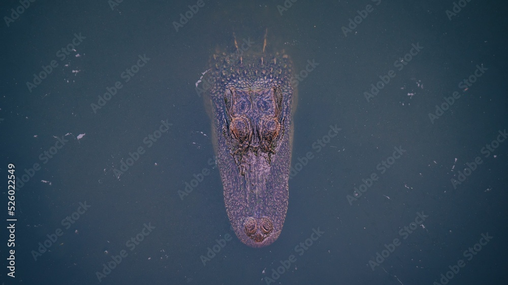 Sticker Top view of an alligator lurking in a pond