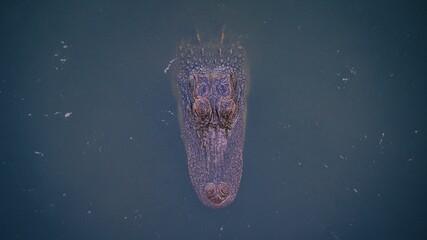 Top view of an alligator lurking in a pond