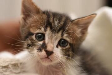 Closeup shot of an adorable kitten with a sad gaze © Stan57/Wirestock Creators