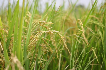 Fototapeta na wymiar The rice fields of agriculture that are blooming long beautiful green