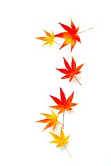 白背景にモミジの葉、紅葉した楓の葉の背景
