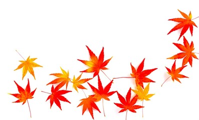 白背景にモミジの葉、紅葉した楓の葉の背景素材