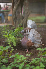 ornamental dove in the zoo.