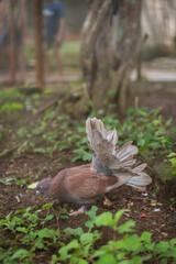 ornamental dove in the zoo.