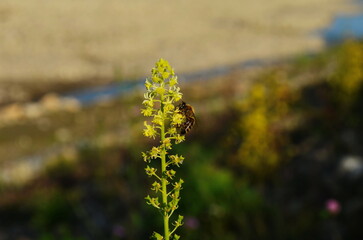Selective focus of wild grass flower in meadow in spring, Reseda lutea or the yellow mignonette or wild mignonette is a species of fragrant herbaceous plant
