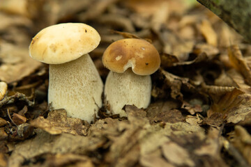 Boletus pinophilus commonly known as the pine bolete or pinewood king bolete growing in the forest.