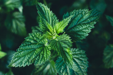Common nettle bush outdoors. Urtica dioica. Stinging nettles plant. Herbal medicine concept. Green...