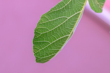 Close Up Leaf On A Fig Tree At Amsterdam The Netherlands 20-8-2022