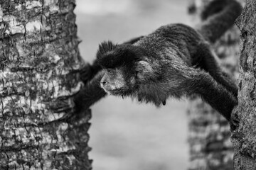 Close-up grayscale of a black lion tamarin balancing between the trees
