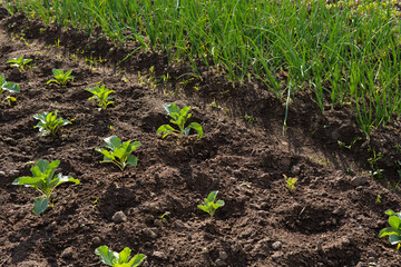 Garden at the end of summer. Herbs and vegetables in the backyard formal garden. Organic gardening.