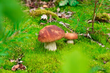 Beautiful fresh Edible Mushrooms, porcini mushrooms in the woods.