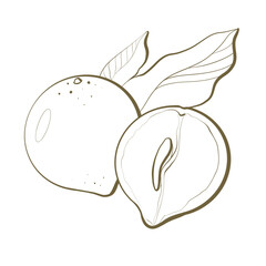 outline black and white sketch botanical plant tropical latino fruit abiu star apple closeup fruit with leaves design element packaging