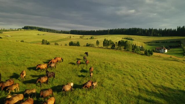 Aerial view of Hucul horses in the field in Sihla, Slovakia.