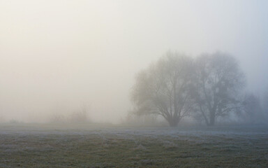 Fototapeta na wymiar Morning autumn landscape. Fog over the frost-covered plain. Two trees in the fog.