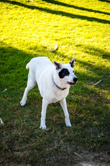 A white dog with a black spot in one eye in a park, White Swiss Shepherd mixed with English pointer