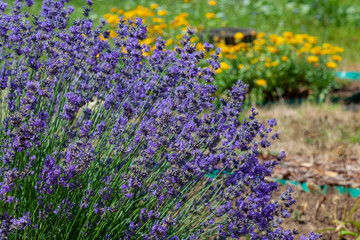 Lush lavender bush in the garden against a blurred background