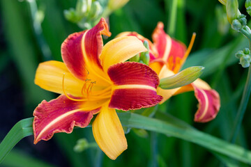 Hybrid daylily yellow-orange