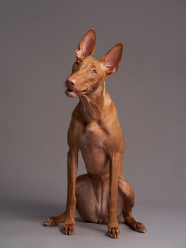 red dog with a funny muzzle. Pharaoh hound, cirneco dell'etna on gray background.
